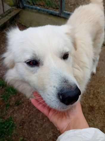 RUNNER cerca casa CANE IN ADOZIONE - Foto 4