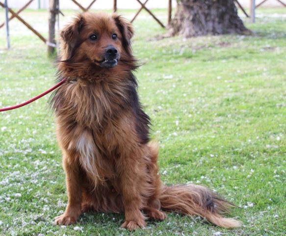 MUSETTO, tenero cagnolino - Foto 5