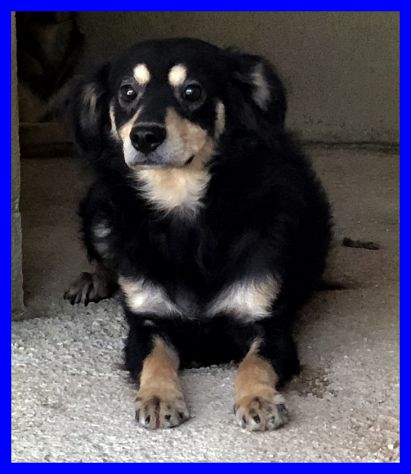 TANGO, DOLCE DA SEMPRE IN CANILE CERCA CASA - Foto 2