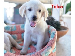 Quattro cuccioli incrocio labrador in adozione