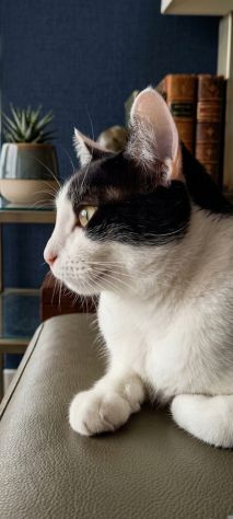 Regalo gatto un anno e mezzo tuxedo - Foto 2
