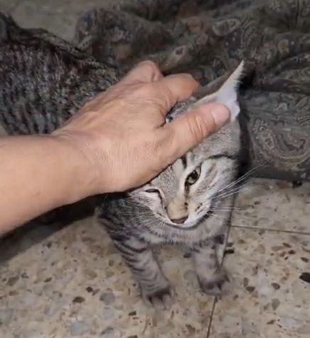 2micini tigrati grigi sui 4mesi,vivono in garage,COSENZA URGENTE