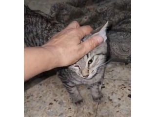 2micini tigrati grigi sui 4mesi,vivono in garage,COSENZA URGENTE