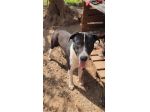 Mix Pitbull 11mesi SOS CASA COSENZA