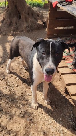 Mix Pitbull maschio 12mesi SOS CASA COSENZA - Foto 2