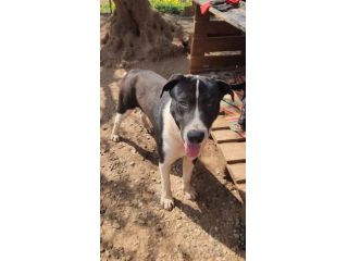 Mix Pitbull maschio 12mesi SOS CASA COSENZA