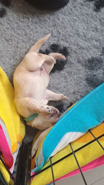 Cuccioli di Labrador Retriever - Foto 4