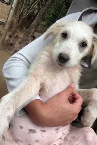 SALLY DELIZIOSA CUCCIOLA IN ADOZIONE - Foto 6
