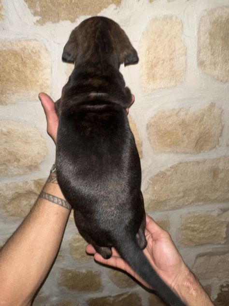 🐾Cuccioli di cane corso in cerca di una famiglia 🐾 - Foto 5