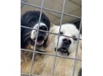 DUE MERAVIGLIE DIMENTICATE, CANI IN ADOZIONE