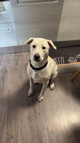 GIGI, 1 ANNO (25/04/25), ADOTTATO MESI FA E RIPORTATO IN CANILE SENZA SCRUPOLI - Foto 6