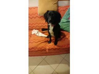DOLLY, dolcissima mix cocker
