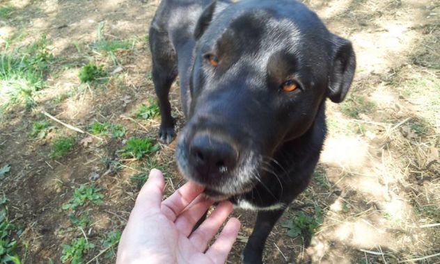 SASHA, femmina di molosso in cerca di casa - Foto 3
