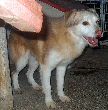 BUCK, mix husky taglia medio piccola - Foto 4