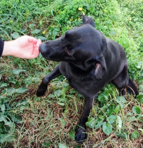 Mauro simil labrador - Foto 4