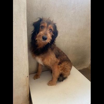 TONIO CAGNOLINO IN ADOZIONE - Foto 2