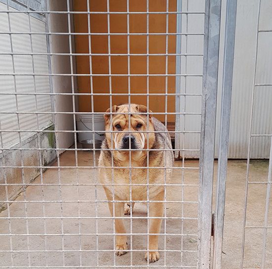 Margot, stupenda mix shar pei in adozione - Foto 6