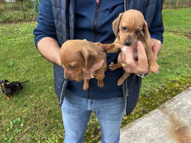Cuccioli di Bassotto Marroncino - Foto 2