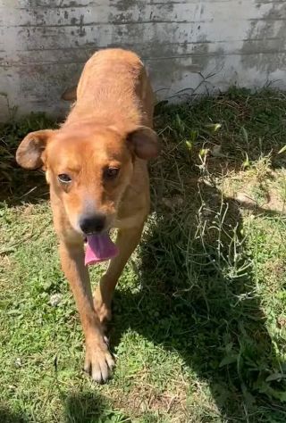 VICTOR TIMIDO E TRANQUILLO, CAGNOLINO IN ADOZIONE - Foto 6