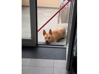 Imperia, TYSON, 7 ANNI: IL CUORE DI UN GUARDIANO CERCA UNA NUOVA FAMIGLIA