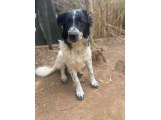 Zorro cucciolo