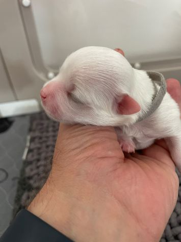 Cuccioli di Maltese con Pedigree ENCI – La Casa dei Maltesi (Cuneo) - Foto 8