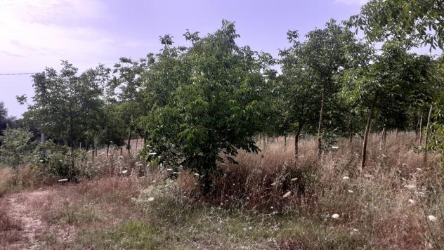 Agricolo in vendita a Noto - Foto 16