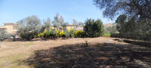 Laurentina - Monte Migliore 2 terreni (Edificabile e agricolo). Imperdibili !!! - Foto 7