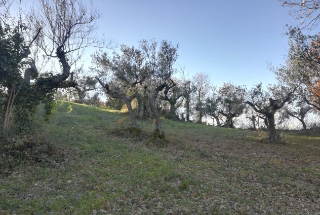 TERRENO EDIFICABILE AGRICOLO ROSCIANO - Foto 7