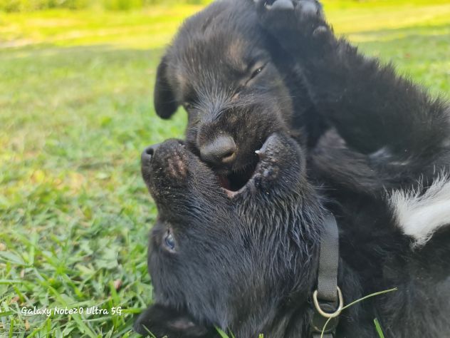 Vendo cuccioli di pastore tedesco linee da lavoro - Foto 3