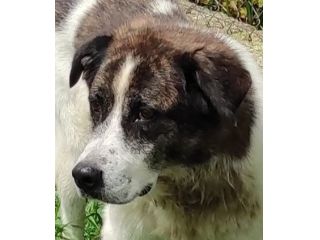 DOC LA DOLCEZZA, cane in adozione