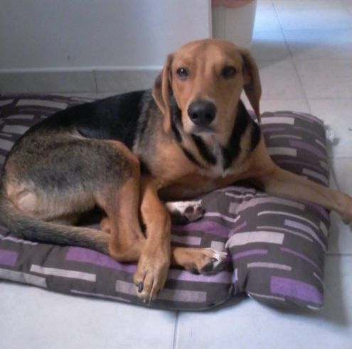 Cucciolotto mix beagle - Foto 2