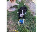 Sono Bobo e sono un cucciolo,sono bello anch'io non mi vedi? adotta non comprare