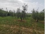 Terreno agricolo in vendita a San Pietro In Belvedere - Capannoli 3500 mq   &hellip;
