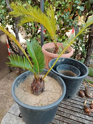 Cycas Revoluta - Foto 4