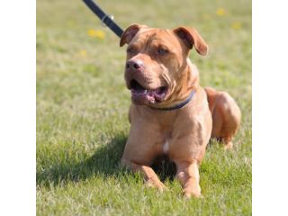 PITBULL RED NOSE, KING, 1 ANNO E MEZZO (07/24), ABBANDONATO IN CANILE