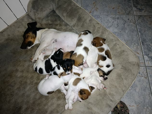 Animali - Foto 5