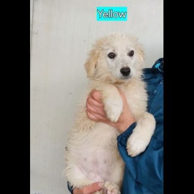 CUCCIOLI IN ADOZIONE - Foto 8
