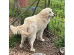 Starsky splendido cagnolone