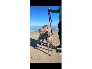 Meravigliosi Cuccioli di Weimaraner con Pedigree ENCI