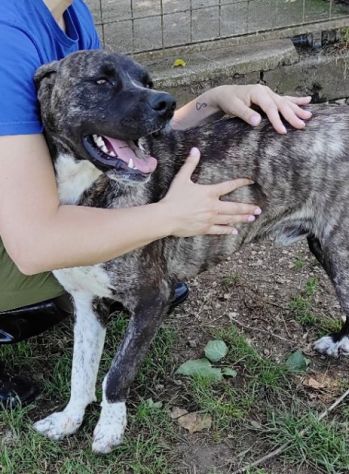 ZENO AMABILE E COCCOLONE: CANE IN ADOZIONE - Foto 5