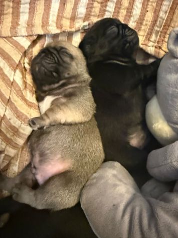 Cuccioli maschietti di Carlino - Foto 2