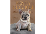 BULLDOG FRANCESE - BOULEDOGUE FRANCESE MERLE cuccioli