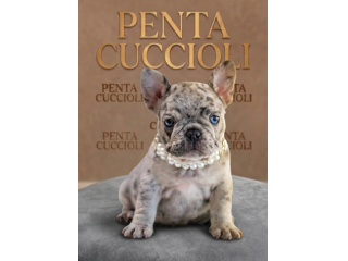 BULLDOG FRANCESE - BOULEDOGUE FRANCESE MERLE cuccioli