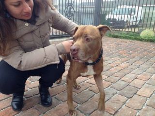KAY, pitbull in cerca di casa