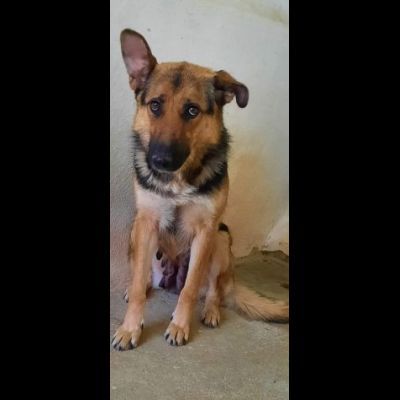 OFELIA, la speranza di essere salvata dal canile eterno, cagnolina in adozione