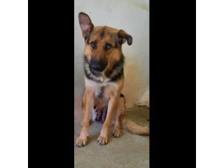 OFELIA, la speranza di essere salvata dal canile eterno,  cagnolina in adozione
