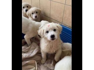 CUCCIOLI IN ADOZIONE