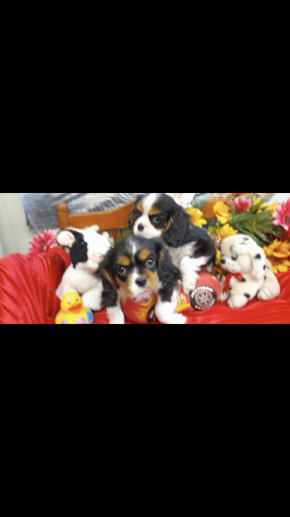 Cavalier king cuccioli pronti - Foto 2
