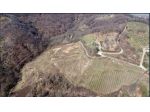 TERRENO COLLINARE IN AFFITTO A MANTA
